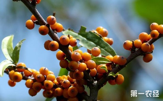 沙棘怎么种植？沙棘的播种方法和种植技术
