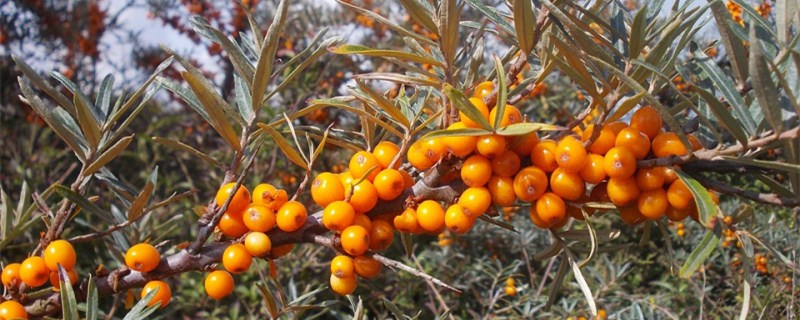 沙棘种子种植方法