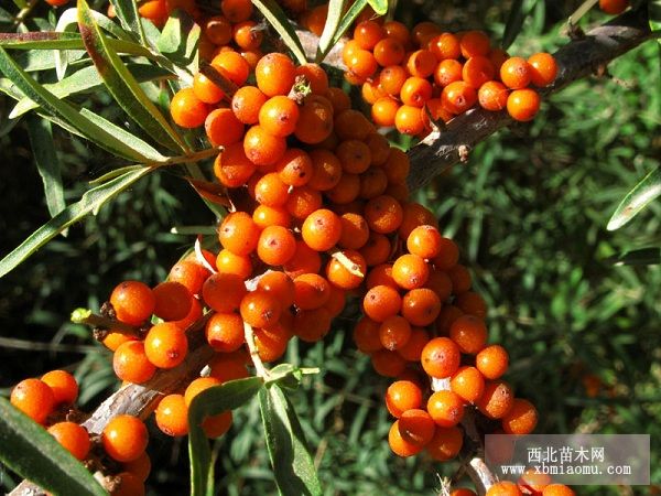 沙棘主要病虫害的防治方法