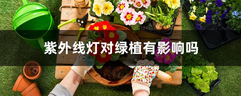 紫外线灯对绿植有影响吗