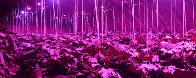 植物补光灯怎么选(植物补光用什么灯最好)