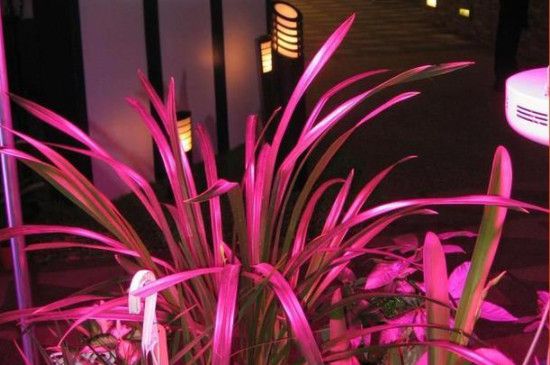 植物补光灯怎么选(植物补光用什么灯最好)