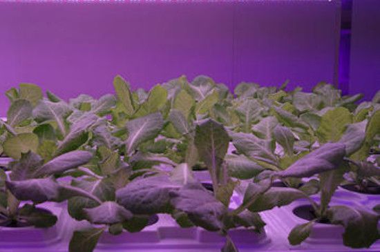 植物补光灯怎么选(植物补光用什么灯最好)