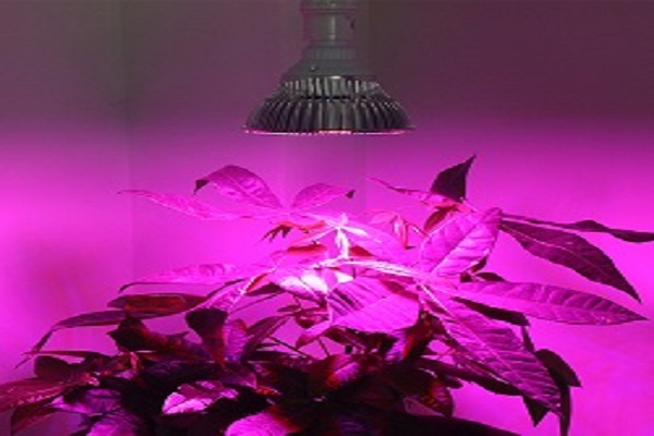植物补光灯选择哪个牌子好