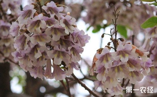 泡桐有哪些品种？泡桐花可以盆栽吗？