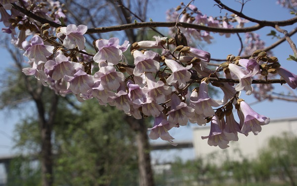 泡桐花的花语是什么 有什么传说