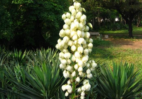 丝兰什么时候开花 花语及价格