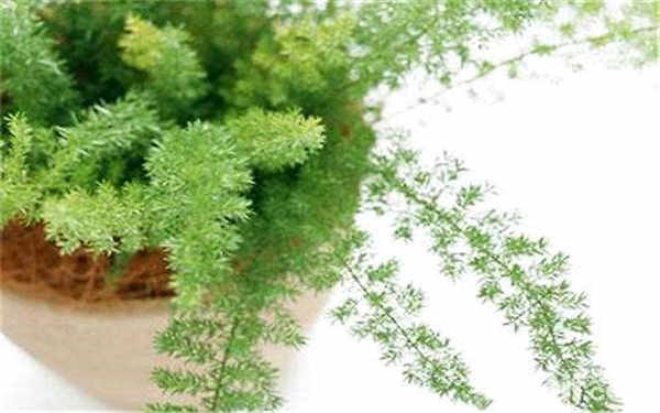 蓬莱松叶子发黄怎么办 叶子发黄的原因及解决办法