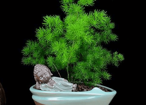 蓬莱松图片大全！带你认识一下蓬莱松的样子！