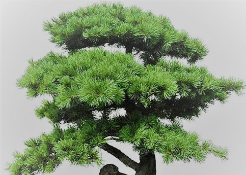 蓬莱松图片大全！带你认识一下蓬莱松的样子！