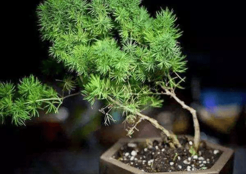 蓬莱松图片大全！带你认识一下蓬莱松的样子！