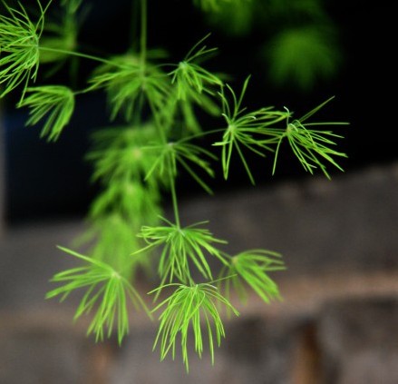 蓬莱松的花语及应用价值