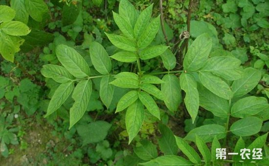 接骨草和接骨木一样吗？接骨草与接骨木的区别