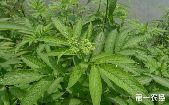 接骨草和接骨木一样吗？接骨草与接骨木的区别