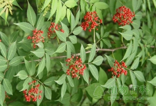 【认识接骨木】接骨木简介