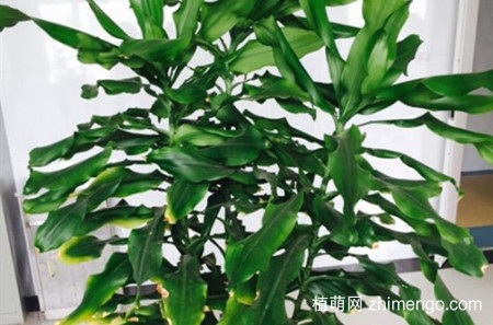 螺纹铁叶子发黄是什么原因？有可能是这5个原因引起得