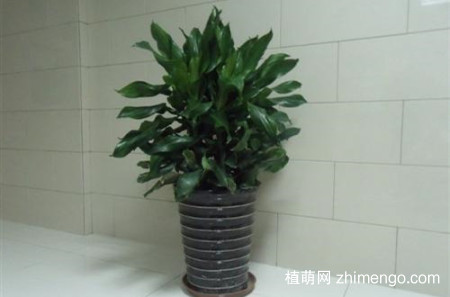螺纹铁叶子发黄是什么原因？有可能是这5个原因引起得