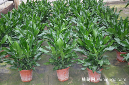 螺纹铁叶子发黄是什么原因？有可能是这5个原因引起得