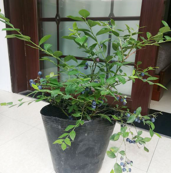 蓝莓土壤ph值（4。5-5。5之间）