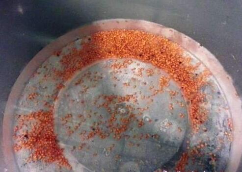 蓝莓种子繁殖育苗方法详细图解