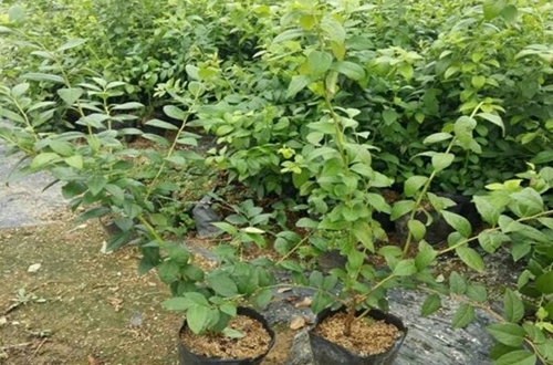 蓝莓怎么养才能更旺盛 蓝莓的种植与管理方法及注意事项(图)