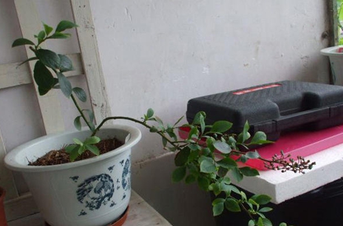 蓝莓怎么养才能更旺盛 蓝莓的种植与管理方法及注意事项(图)