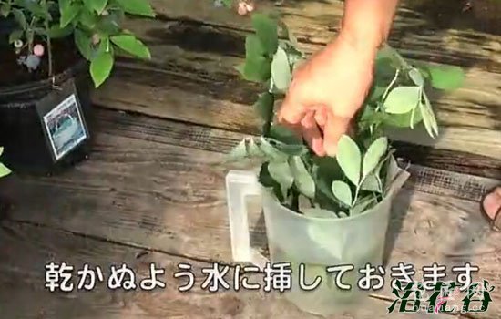 蓝莓扦插繁殖(图片)