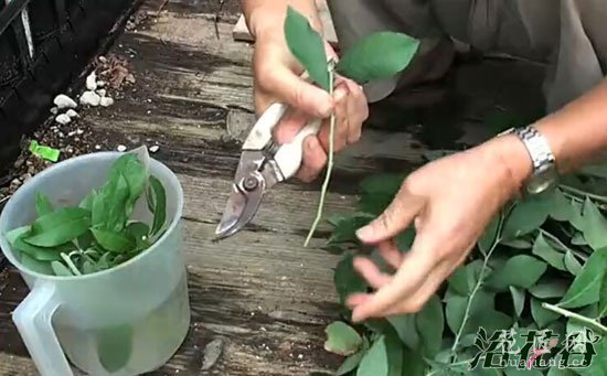 蓝莓扦插繁殖(图片)