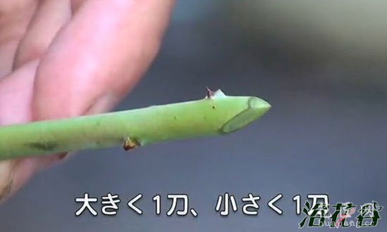 蓝莓扦插繁殖(图片)