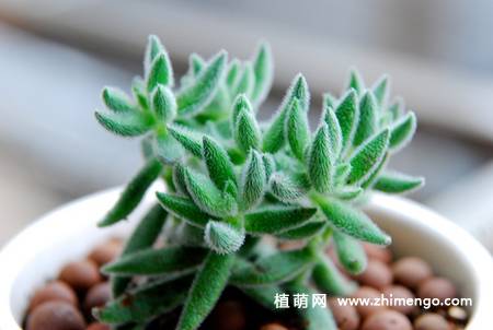 绒针多肉叶插注意事项