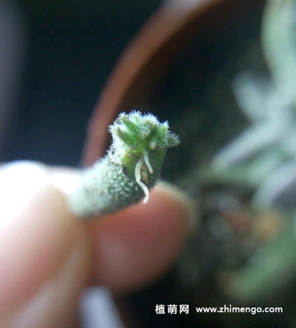 绒针多肉叶插注意事项