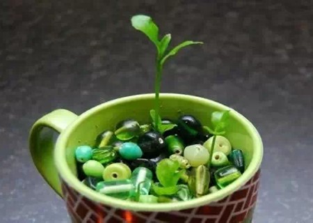 柠檬盆栽培育方法