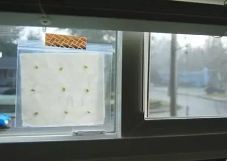 柠檬盆栽培育方法