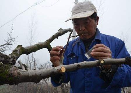梨树嫁接后怎么管理