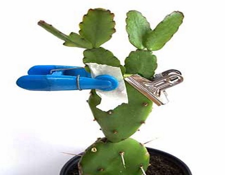 假昙花嫁接技术-仙人掌嫁接假昙花的方法