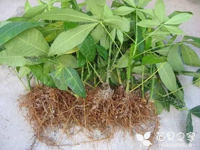 发财树的枝条扦插繁殖方法，剪一段就行了