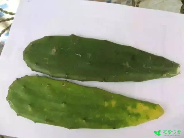 手把手教你仙人掌上嫁接蟹爪兰，轻松4步搞定