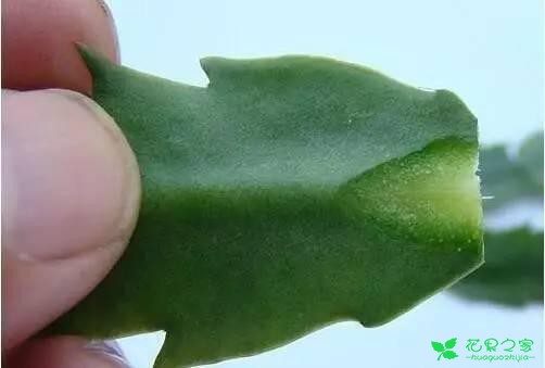 手把手教你仙人掌上嫁接蟹爪兰，轻松4步搞定
