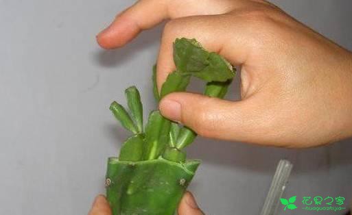 手把手教你仙人掌上嫁接蟹爪兰，轻松4步搞定
