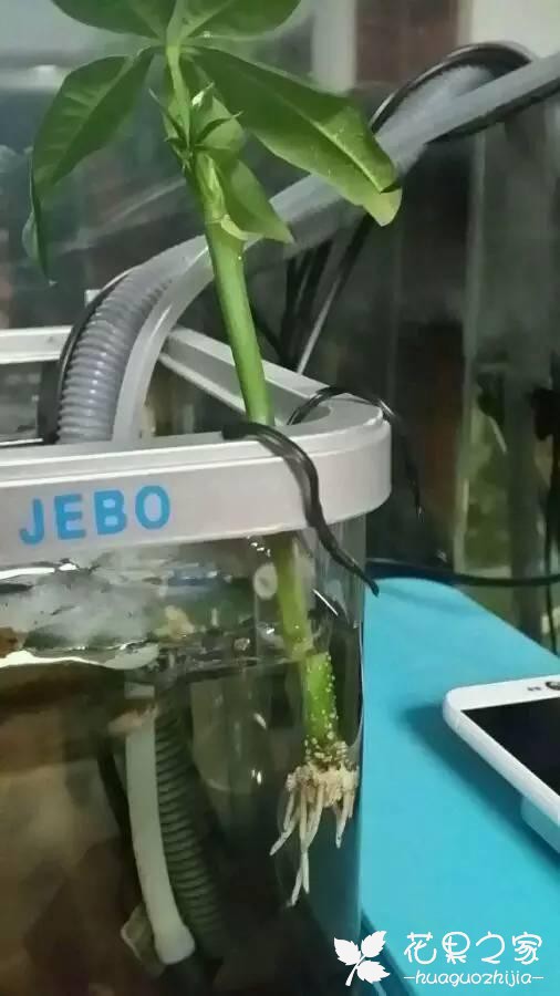 发财树的枝条扦插繁殖方法，剪一段就行了
