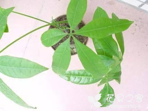 发财树的枝条扦插繁殖方法，剪一段就行了