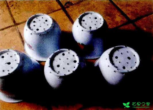 茶花盆栽嫁接技能 茶花盆栽卡接技能