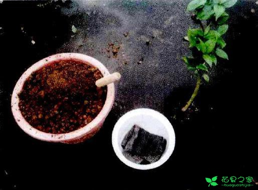 茶花盆栽嫁接技能 茶花盆栽卡接技能