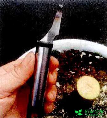 茶花盆栽嫁接技能 茶花盆栽卡接技能