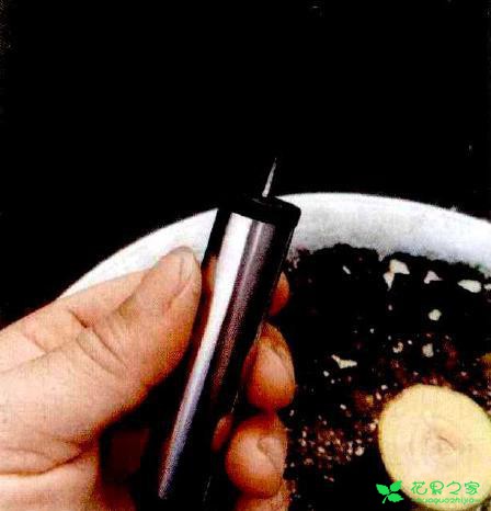 茶花盆栽嫁接技能 茶花盆栽卡接技能