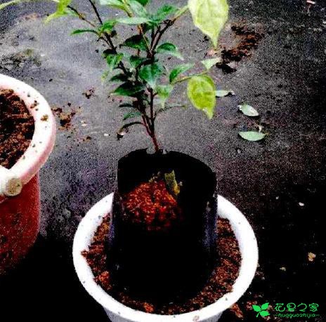 茶花盆栽嫁接技能 茶花盆栽卡接技能