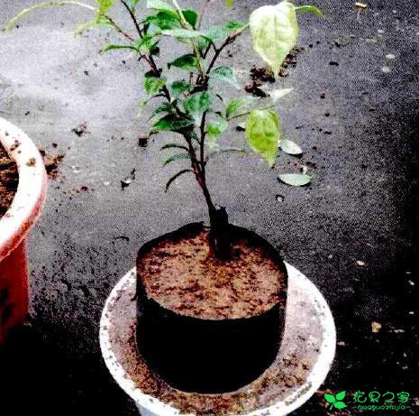 茶花盆栽嫁接技能 茶花盆栽卡接技能