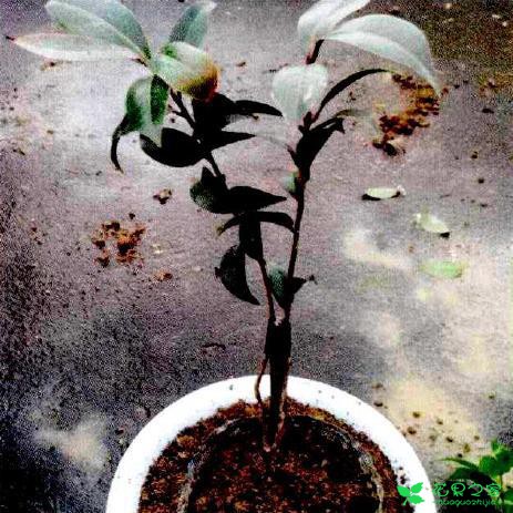 茶花盆栽嫁接技能 茶花盆栽卡接技能