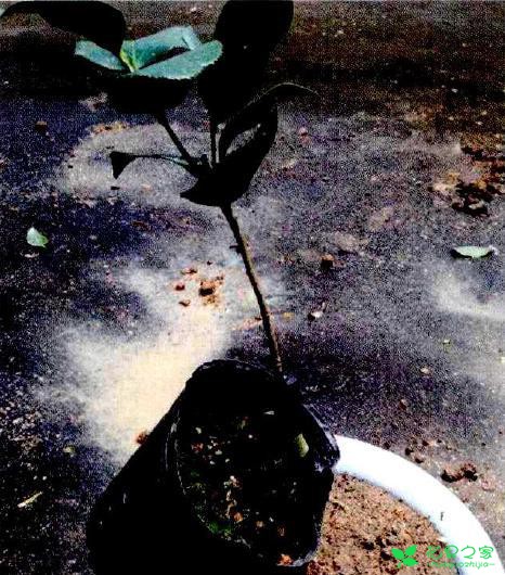 茶花盆栽嫁接技能 茶花盆栽卡接技能
