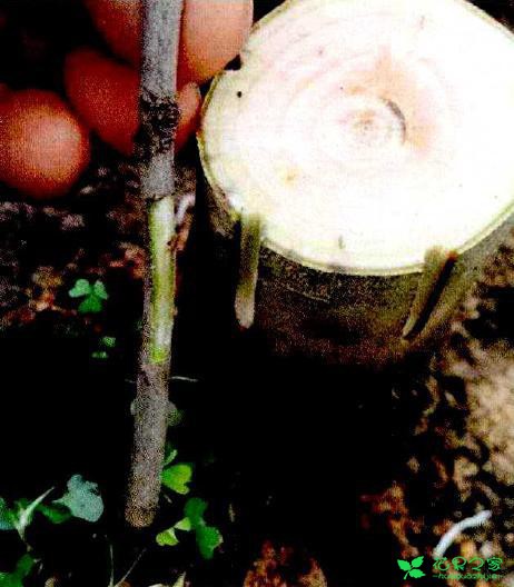 茶花盆栽嫁接技能 茶花盆栽卡接技能